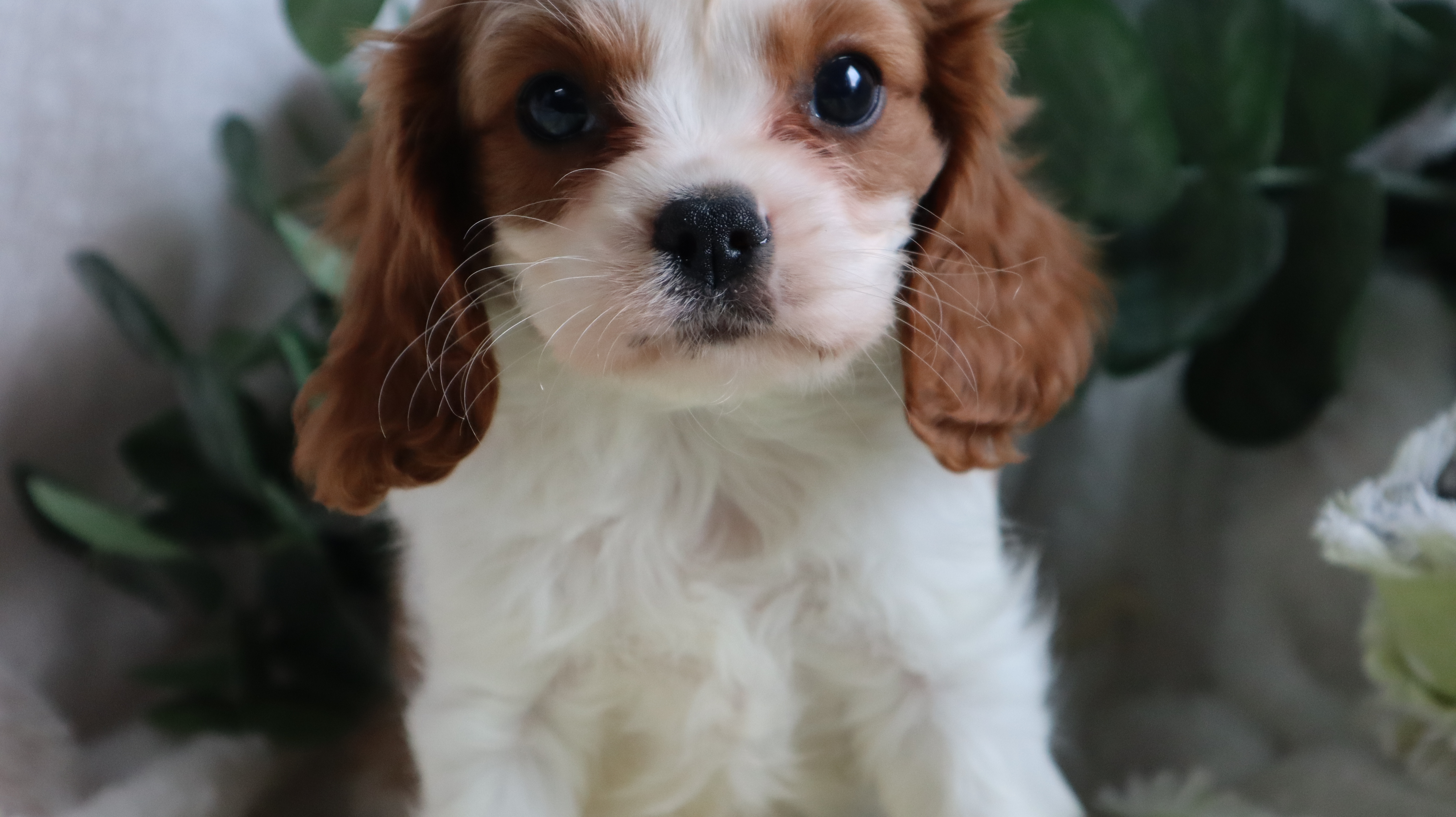 puppy, for, sale, Cavalier King Charles Spaniel, Ervin A. Yoder, dog, breeder, Millersburg, OH, dog-breeder, puppy-for-sale, forsale, nearby, find, puppyfind, locator, puppylocator, aca